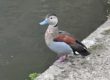 faune de l'Yvette