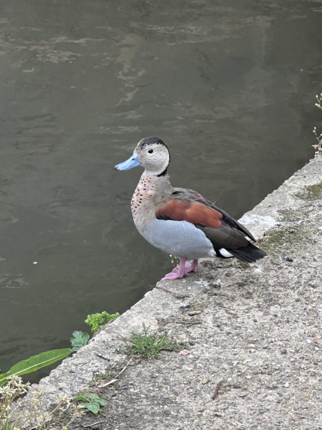 Canard Orsay faune de l'Yvette